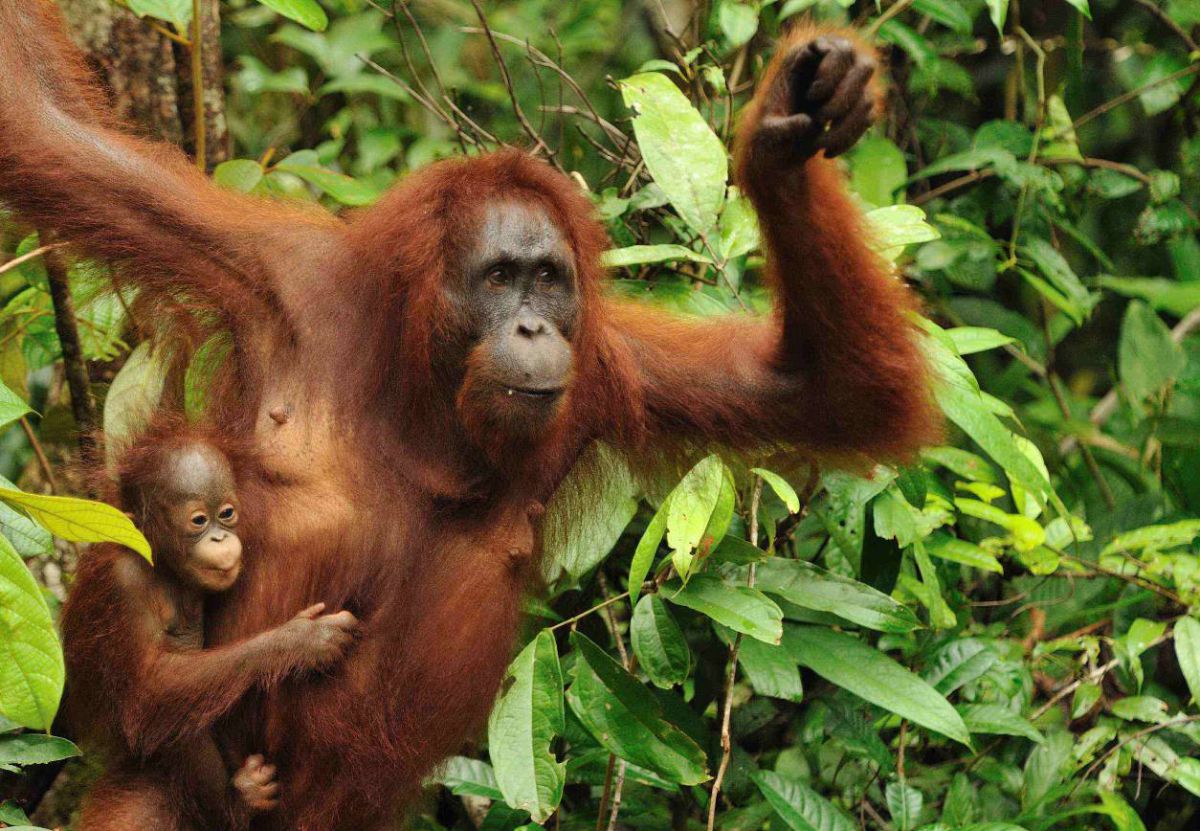 Kalimantan. Orangutan River Cruise - Photo 4