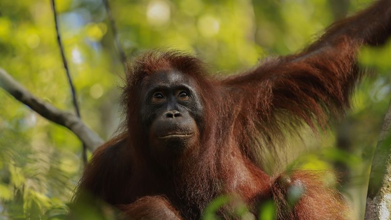 Kalimantan. Orangutan River Cruise - Photo 1