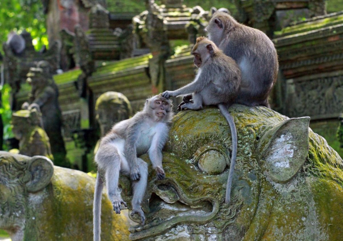 The Lohka Ubud - Photo 5