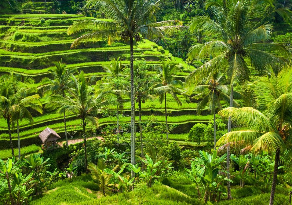 The Lohka Ubud - Photo 8