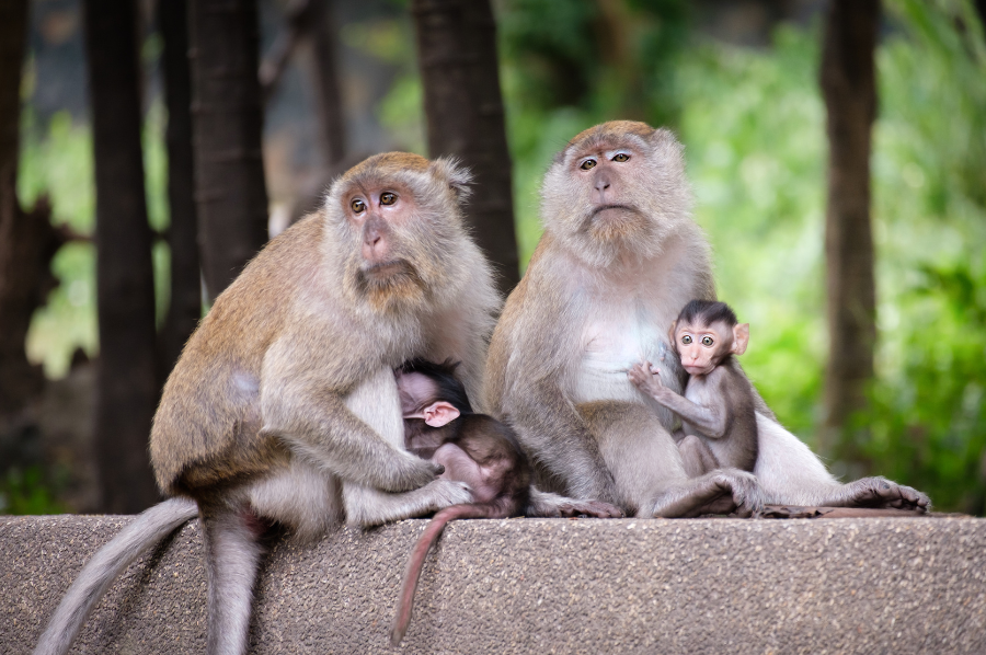 Animals of Bali - Photo 10