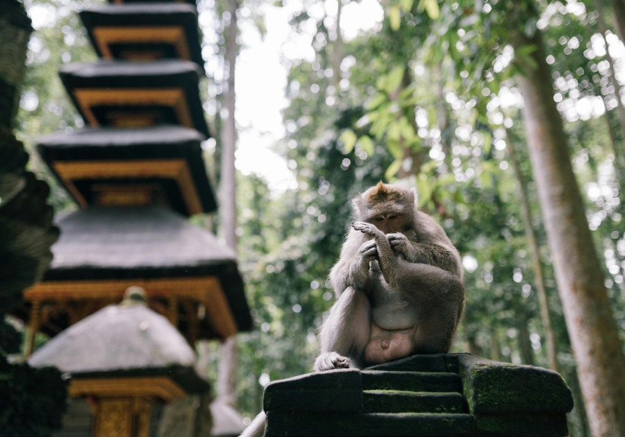 Amora Ubud - Photo 6