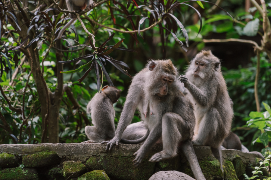 Natya Resort Ubud - Photo 2