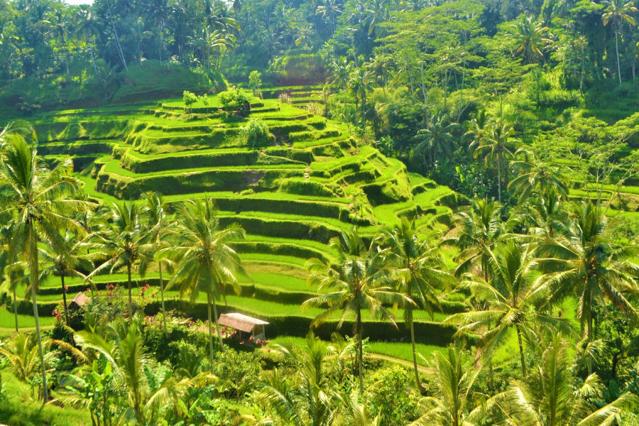 Natya Resort Ubud - Photo 1