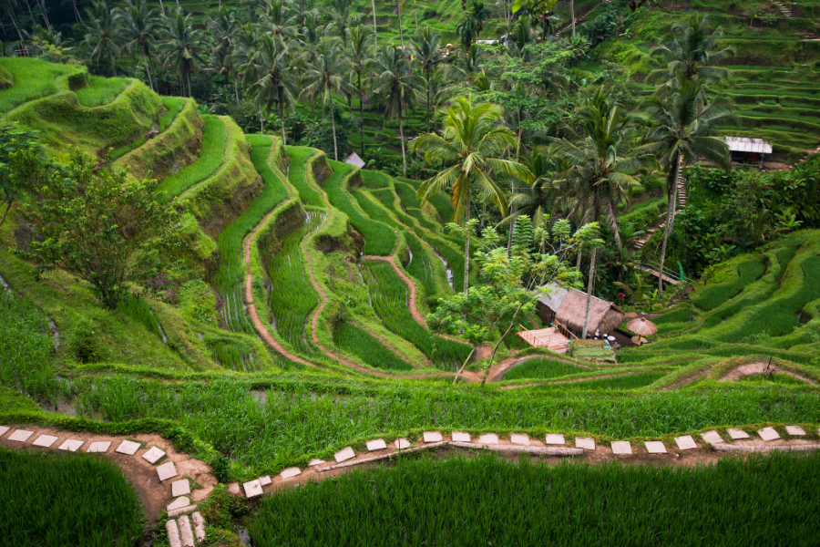 Kintamani explorer - Photo 6