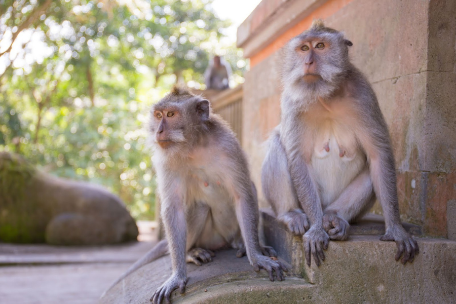 Animals of Bali - Photo 12