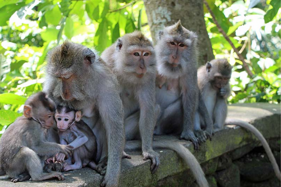 Wapa di Ume Ubud - Photo 13