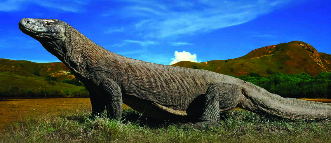 Tour to Komodo